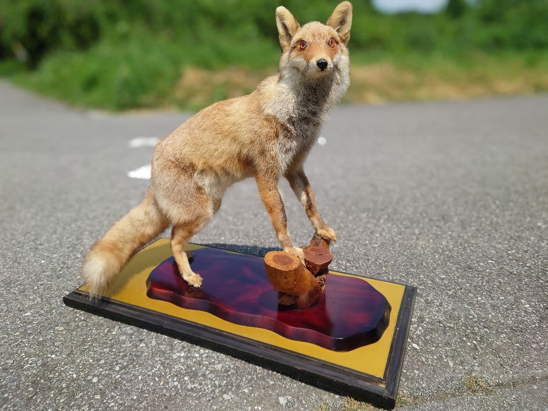 じぇいキツネの剥製（梱包、発送代込み） CATLINK 梱包材セット/廃棄セット – OFT STORE